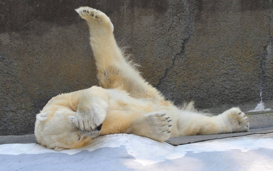 Download free Playful Polar Bear Laying Wallpaper - MrWallpaper.com