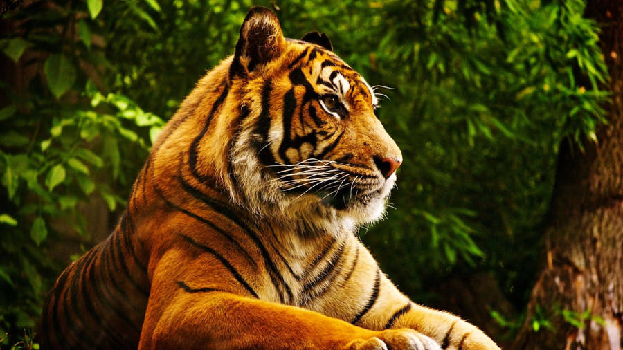 Download free Powerful Predator 8k Tiger Uhd Wallpaper - MrWallpaper.com