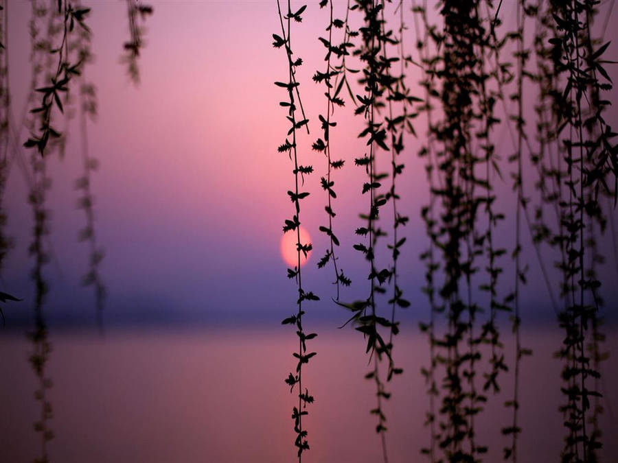 Pretty Sunset Through Willow Wallpaper