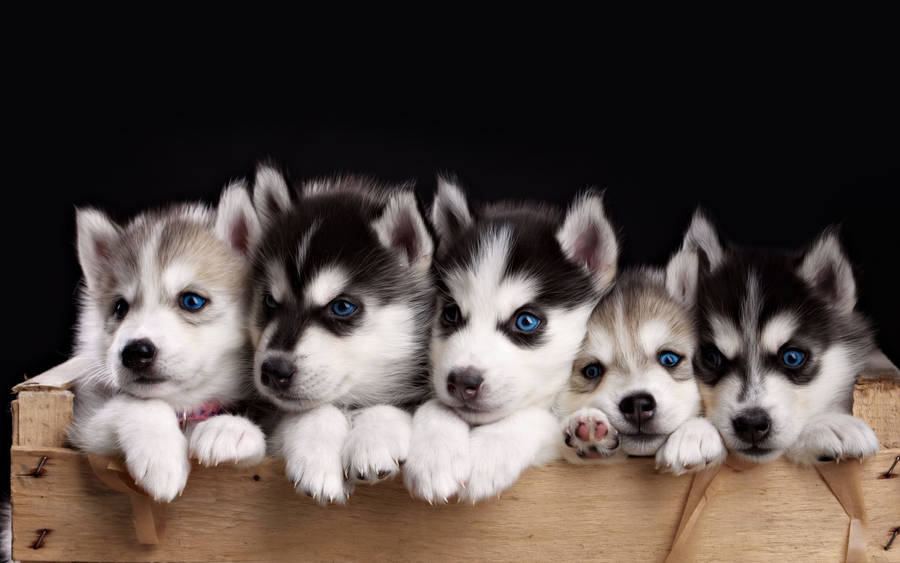 Baby Huskies Wallpaper (79+ images)