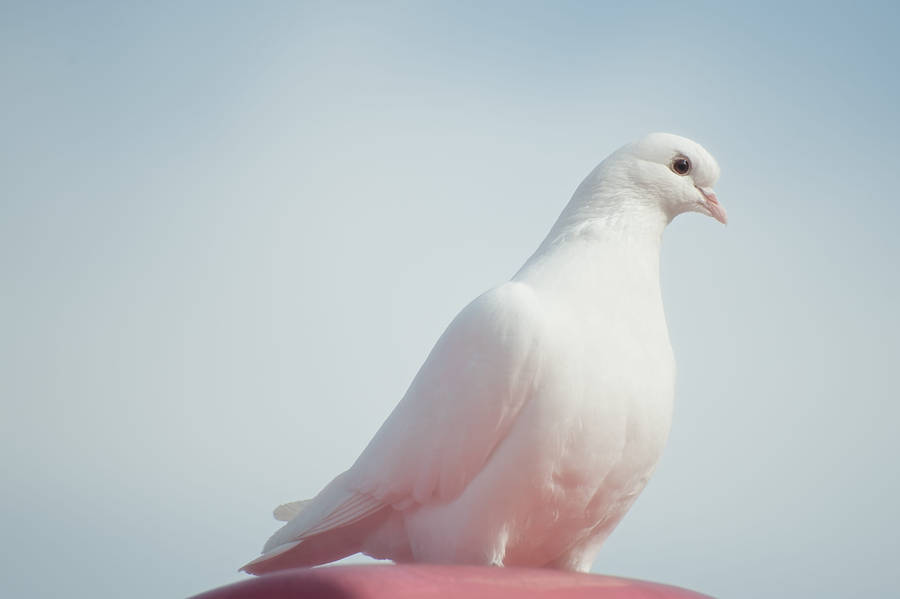 Pure White Dove Wallpaper
