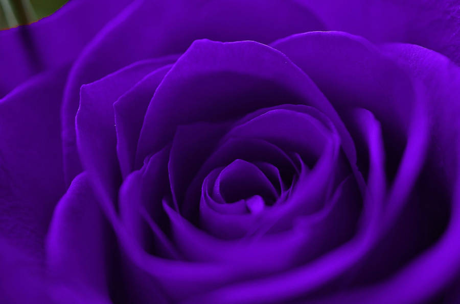 purple roses wallpaper desktop