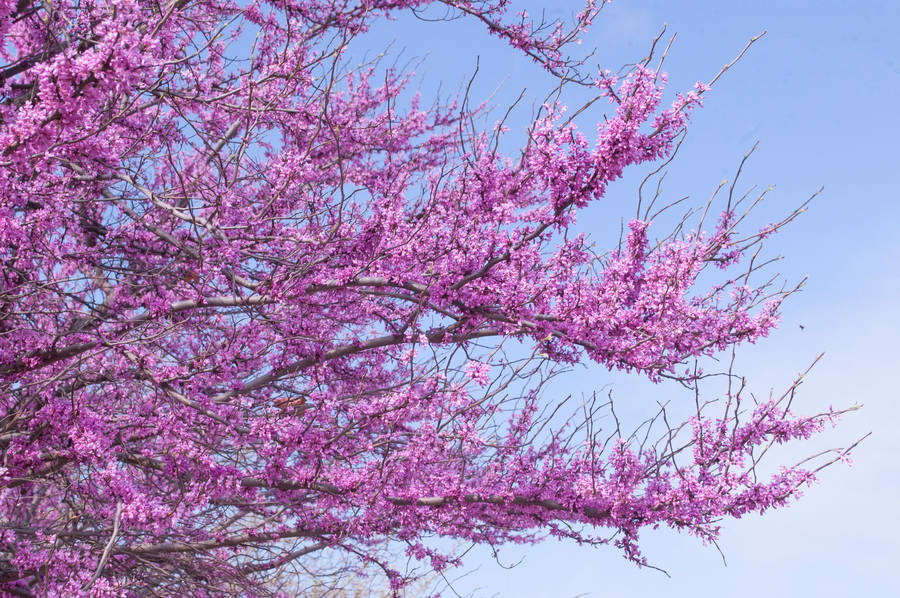 Download free Purple Sakura Tree Wallpaper - MrWallpaper.com