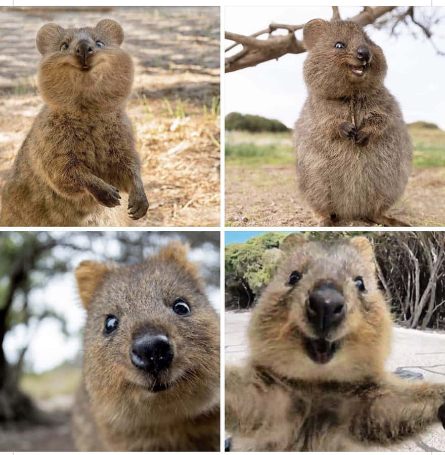 Download Free Quokka Collage Expressions.jpg Wallpaper - Mrwallpaper.com