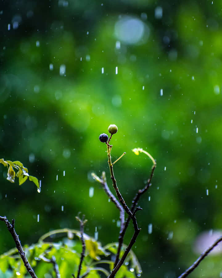 Rain Drops On A Branch With Green Leaves Wallpaper