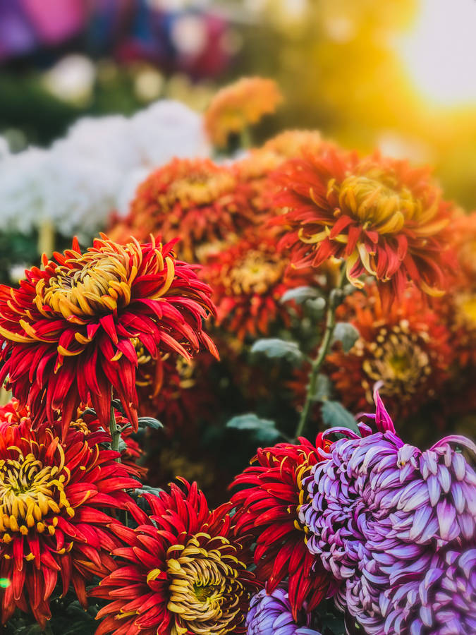Red And Purple Flowers Amazing Iphone Wallpaper