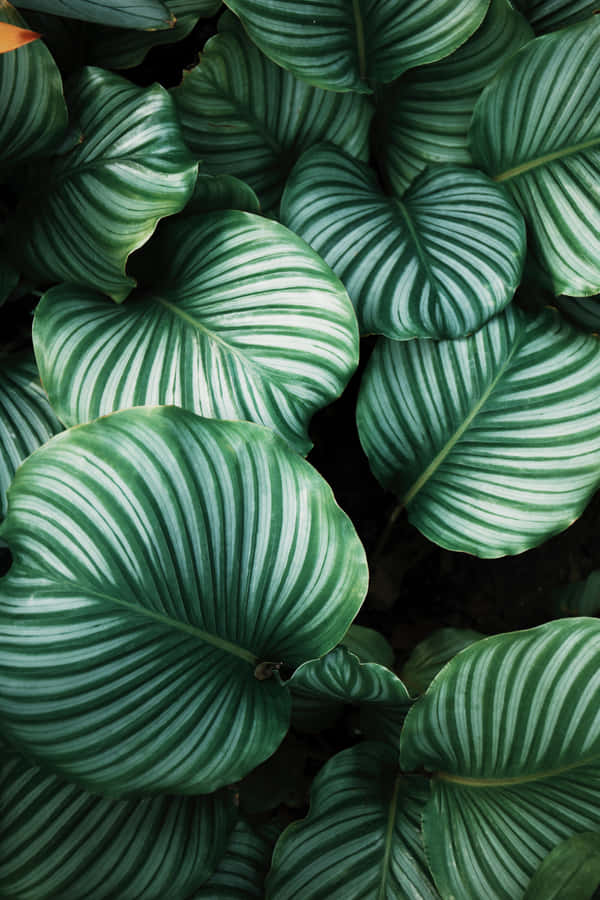 Refresh Your Desktop With A Tropical Leaves Wallpaper. Wallpaper