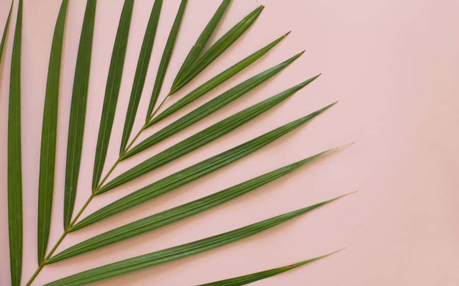 Relax And Recharge In An Aesthetic Tropical Beach Wallpaper