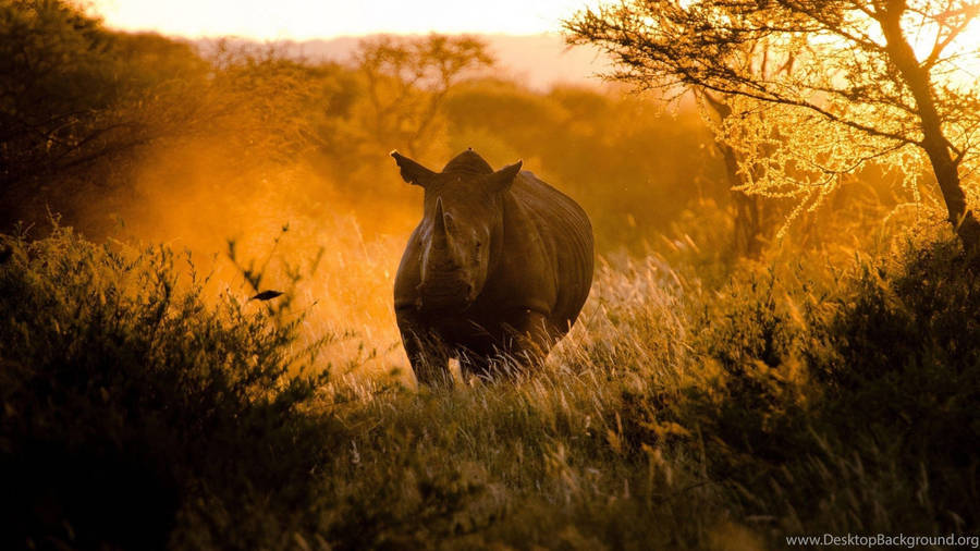 Rhino Wallpapers HD | Chester zoo, Animals, Baby animals