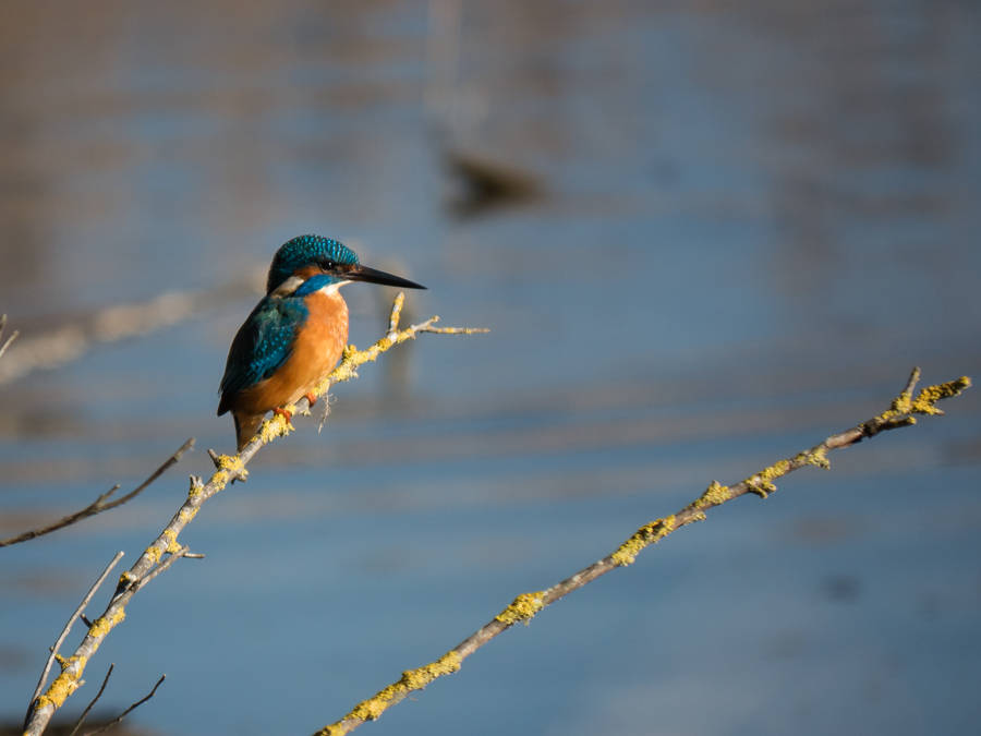 River Kingfishers Beautiful Birds Wallpaper