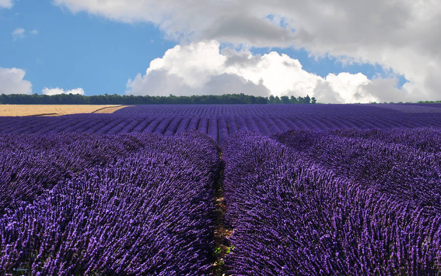 Rows And Rows Of Lavender Desktop Wallpaper