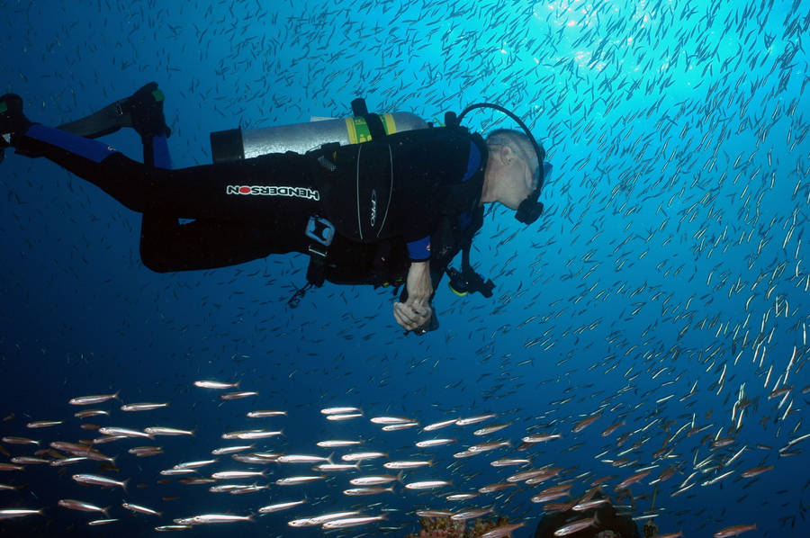 Scuba Diving Into School Of Barracuda Wallpaper