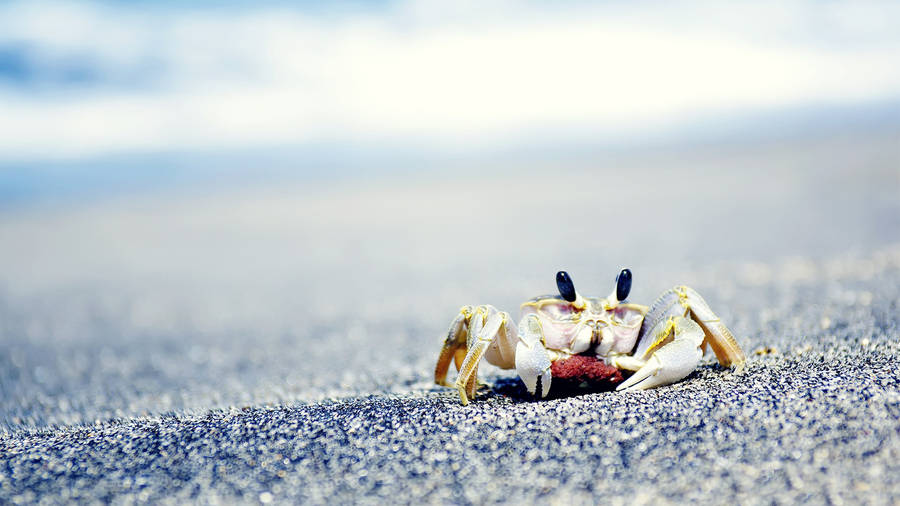 Crab Wallpaper - Etsy