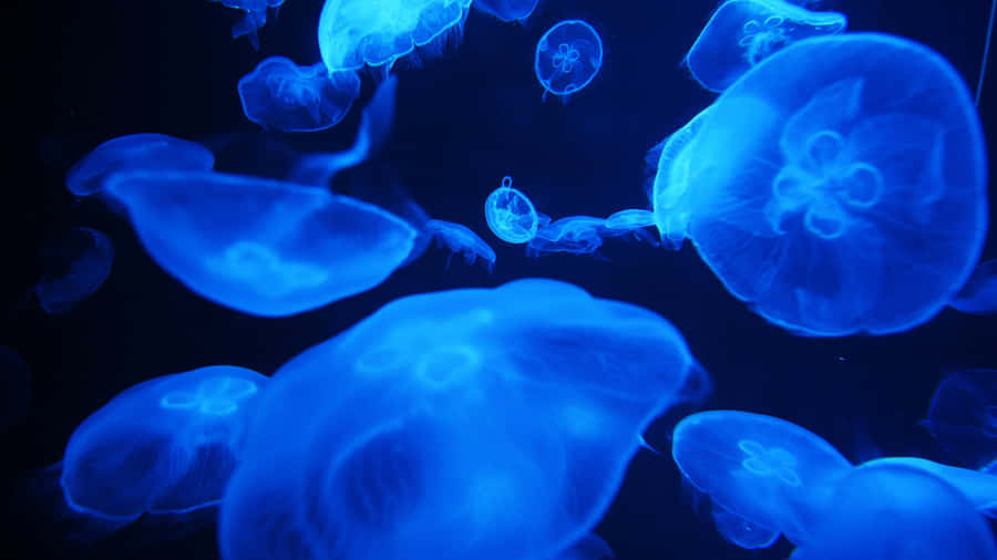 Seamless Underwater View Wallpaper