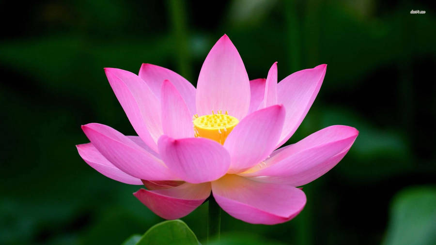 Download free Serene Beauty Of Lotus Pond Wallpaper - MrWallpaper.com