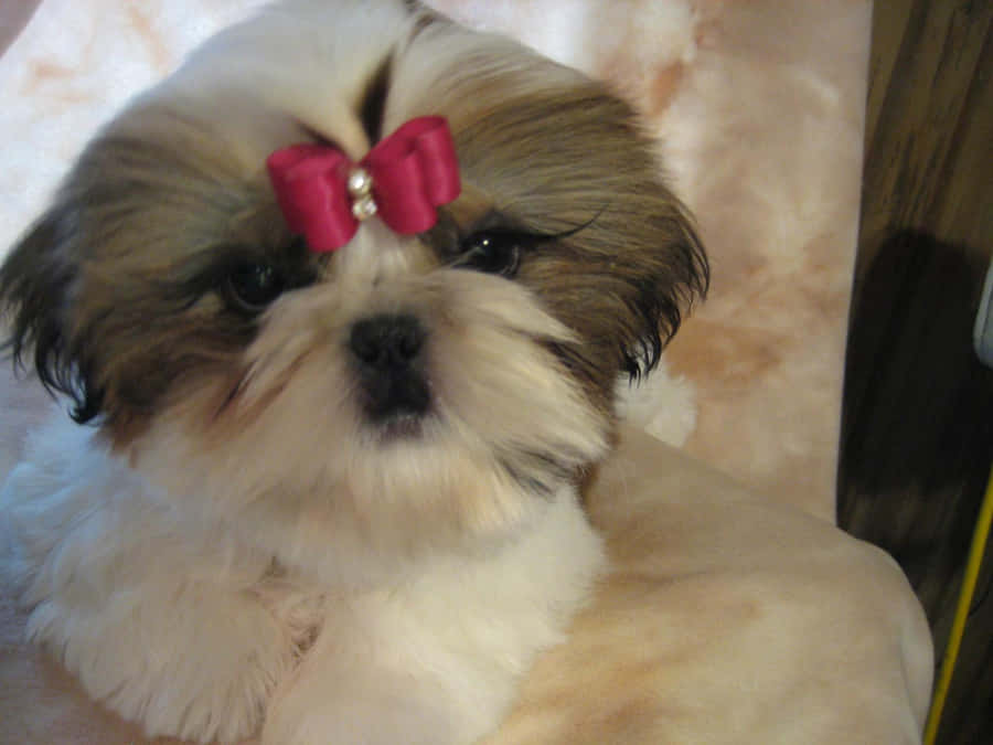 Download free Shih Tzu Pink Ribbon Wallpaper - MrWallpaper.com