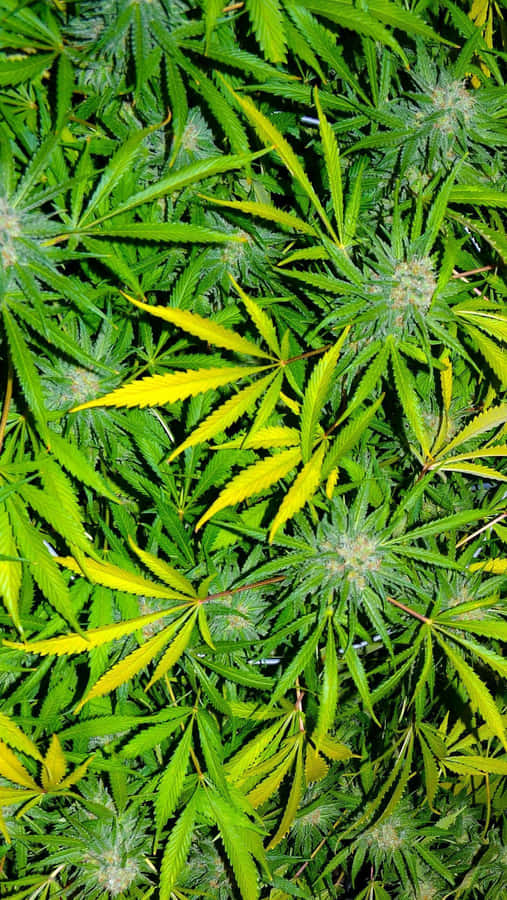 Shit Dope Weed Field Wallpaper