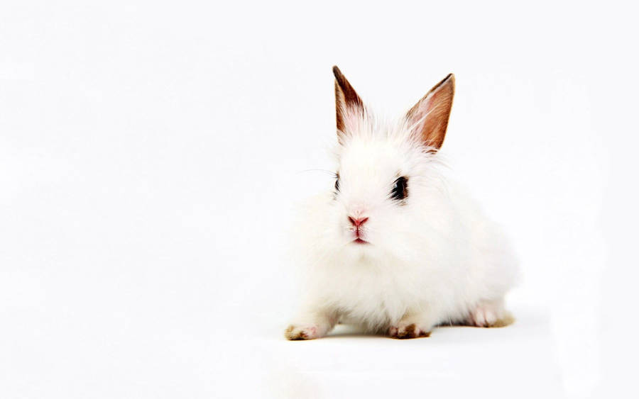 Allfreshwallpaper: Lovely cute awesome rabbit images