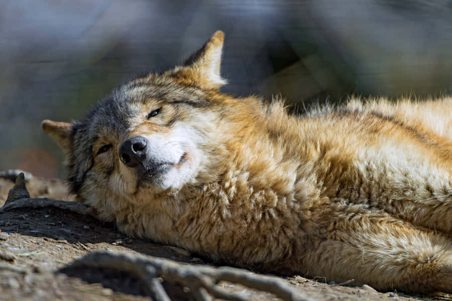 Sleepy Wolf Aesthetic Wallpaper