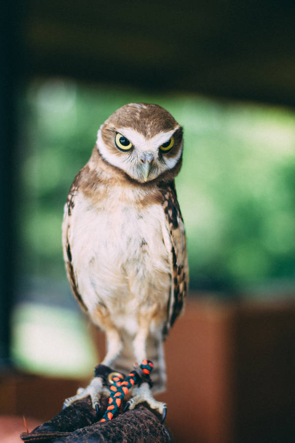 Small Brown Owl Beautiful Birds Wallpaper