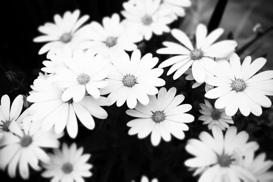 Soft White Aesthetic Daisies Wallpaper