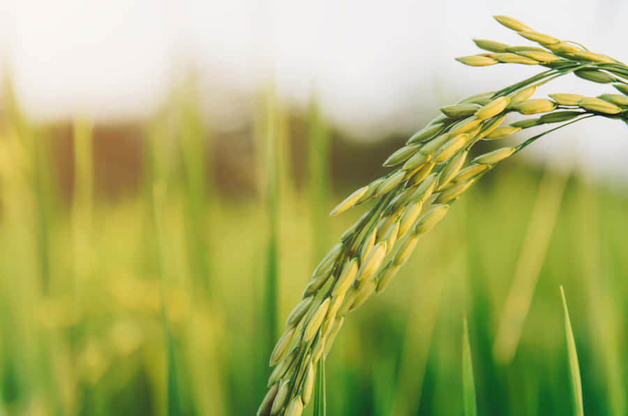 Soil Sustains Life In A Peaceful Farming Landscape Wallpaper