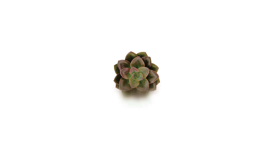 Solo Echeveria Minimalist Plant Desktop Wallpaper