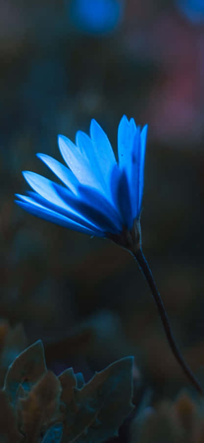 Splash Of Color! Wallpaper