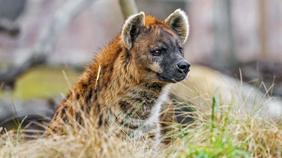 Spotted Hyenain Grassland.jpg Wallpaper