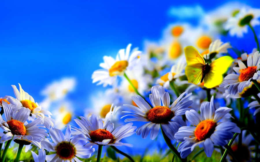 Springtime Daisiesand Butterfly Wallpaper