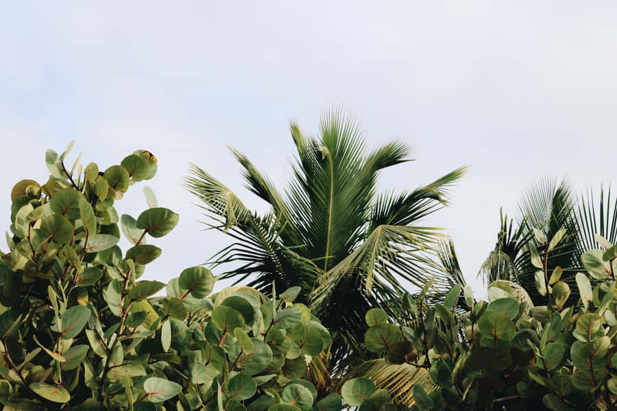 Stay Connected To The Natural World With This Stunning Plant Aesthetic Laptop! Wallpaper