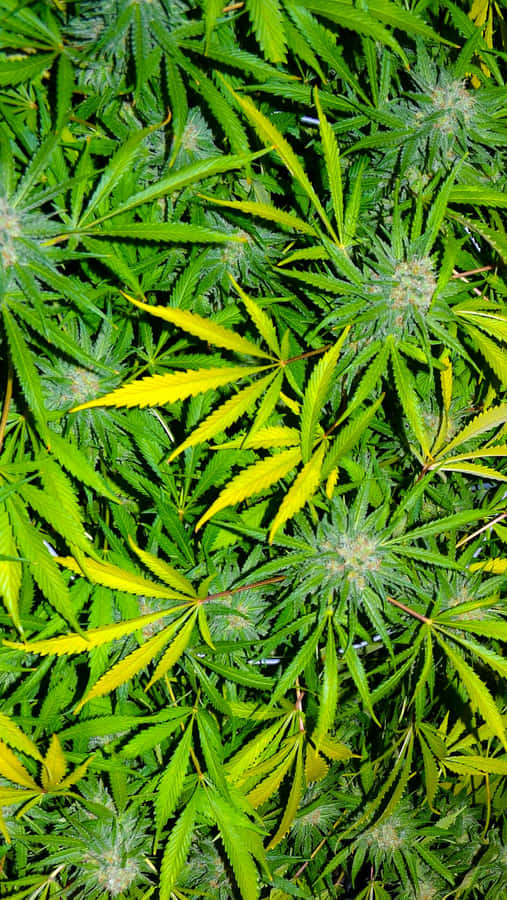 Stoner Iphone - Get High With Your Phone Wallpaper