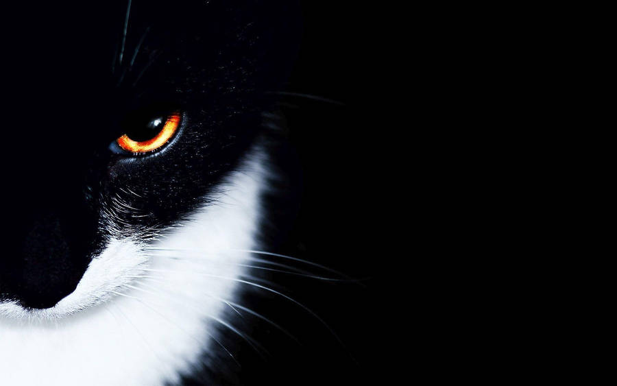 Striking Black And White Cat With Captivating Orange Eyes Wallpaper