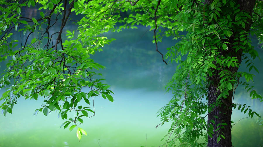 Summer Green Tree Laptop Wallpaper