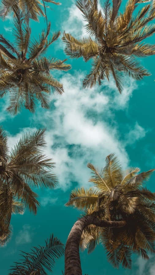 Summertime Pine Trees Wallpaper