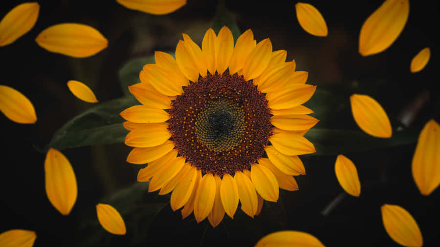Sunflower Wallpapers Hd Wallpaper