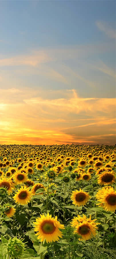 Sunflowers In The Field At Sunset Wallpaper