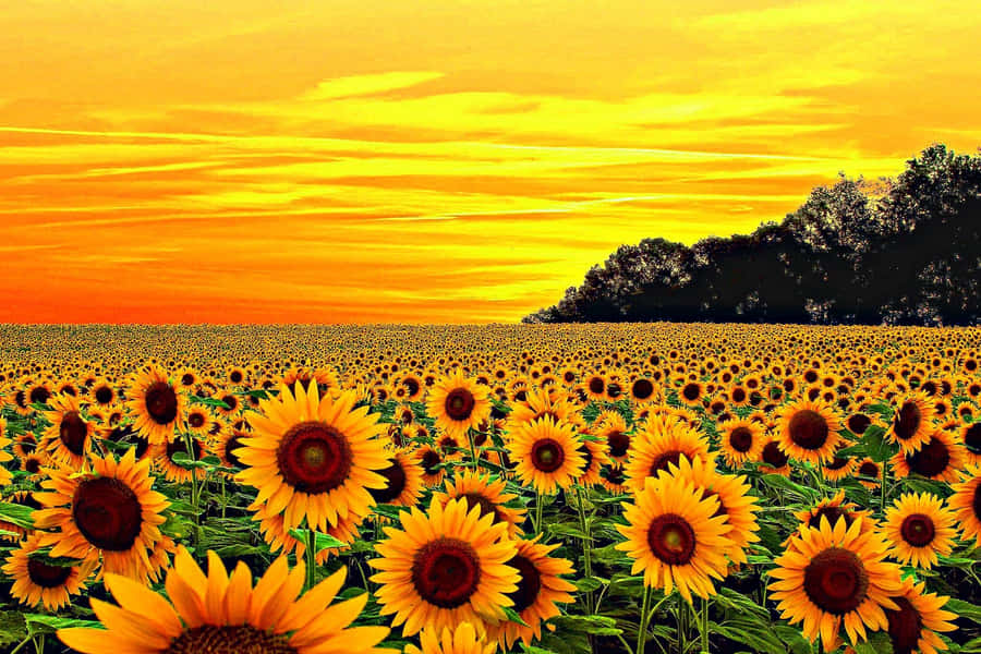 Sunflowers Lighting Up The Room. Wallpaper