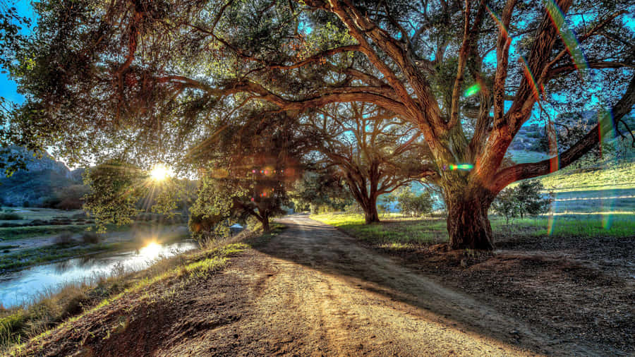 Sunlit_ Pathway_ Under_ Trees_ H D R Wallpaper
