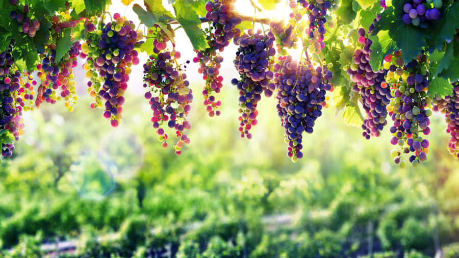 Sunlit Vineyard Grapes.jpg Wallpaper