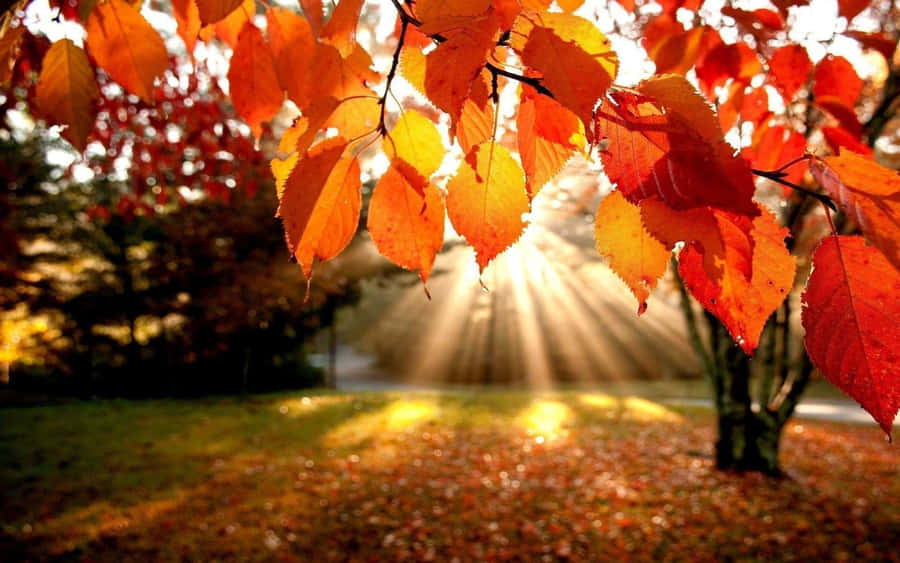 Sunset Through Birch Tree Fall Autumn Desktop Wallpaper
