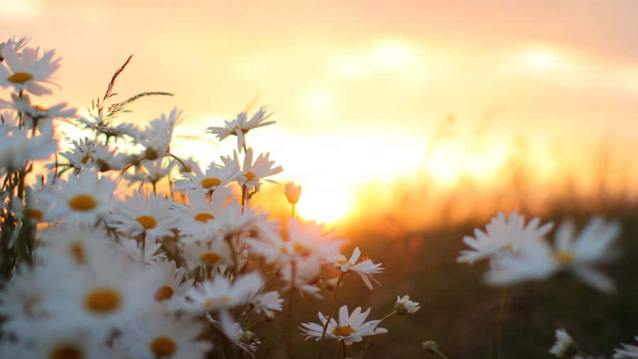 Download Free Sunset With White Daisy Flowers Laptop Wallpaper 