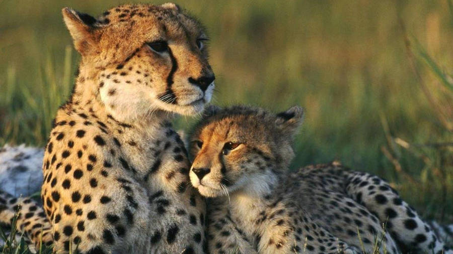 Download Cheetah Wallpaper