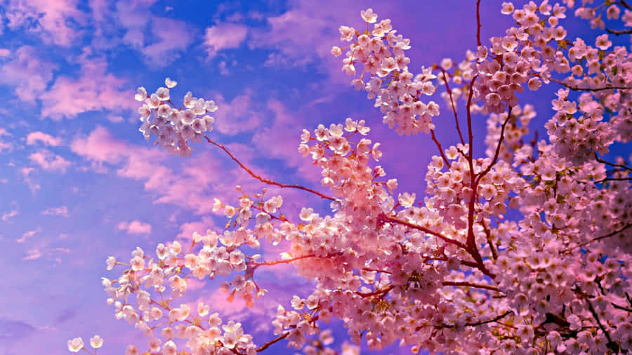 Take In The View Of Beautiful Cherry Blossoms At Night Wallpaper
