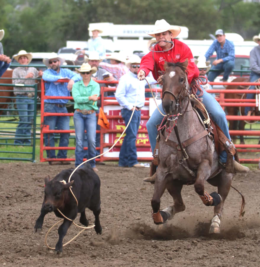 Team Roping With Black Steer Wallpaper