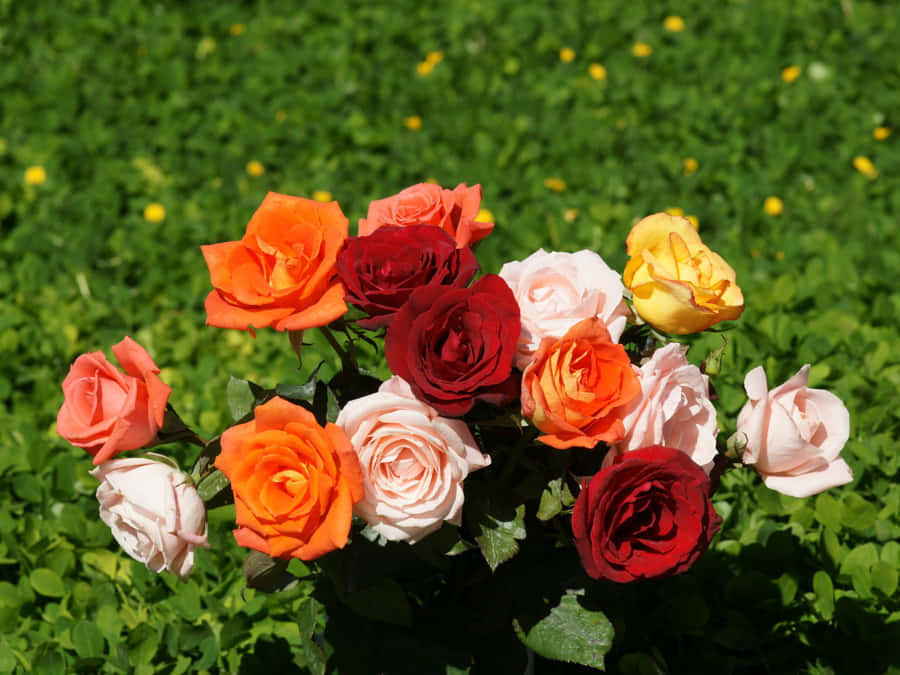 The Allure Of Beautiful Vibrant Red Roses Wallpaper