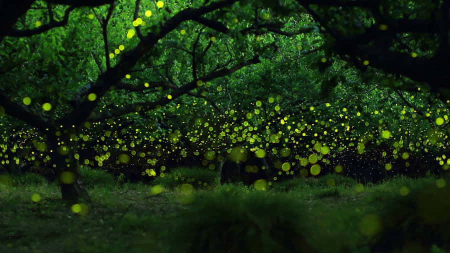 The Bright, Bright Glow Of A Firefly On A Summer Evening Wallpaper