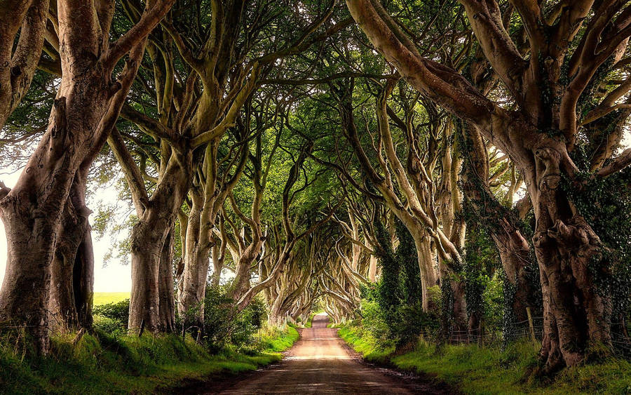 Irish Folklore Wallpaper Backgrounds | JPG Free Download - Pikbest