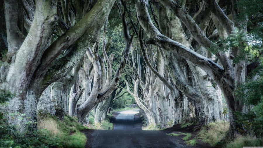 The Dark Hedges Road In Northern Ireland Wallpaper