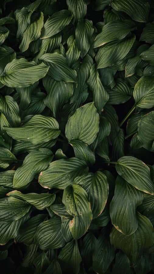 The Newest Iphone 11 In An Eye-catching Olive Green. Wallpaper